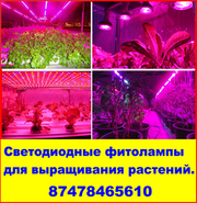 Светодиодные фитолампы для выращивания растений.