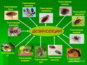 Дезинфекция