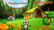 Уничтожение насекомых и грызунов, (клопы, тараканы, блохи, крысы и тд.)