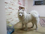 Гостиница для собак (зоогостиница,  передержка) happydogs.kz
